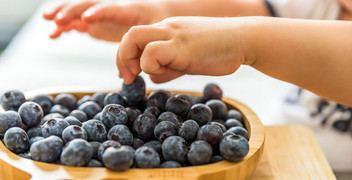 baby hands take blueberries