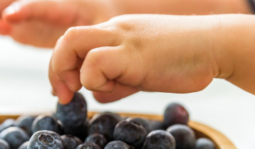 baby boy hands take blueberries